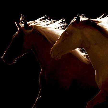 Zagal Cabaret Spectacle équestre La Palmyre Charente Maritime Nouvelle Aquitaine