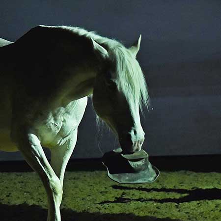 Zagal Cabaret Spectacle équestre La Palmyre Charente Maritime Nouvelle Aquitaine