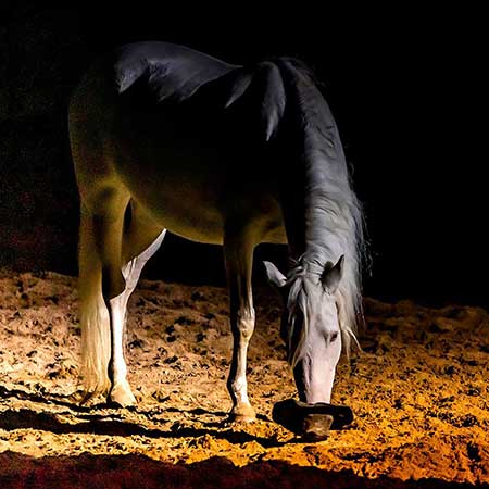 Zagal Cabaret Spectacle équestre La Palmyre Charente Maritime Nouvelle Aquitaine
