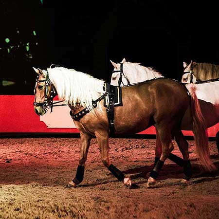 Zagal Cabaret Spectacle équestre La Palmyre Charente Maritime Nouvelle Aquitaine